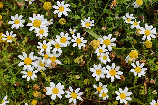 �����п�Ӣ��Ĳп����ࣺ�����ֲ�Ĵ����������̣��������׵ײ��߼�